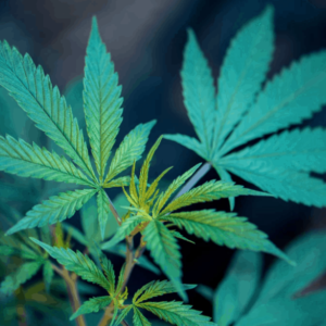 What Is Delta-8-THC and How Is It Different from Delta-9?